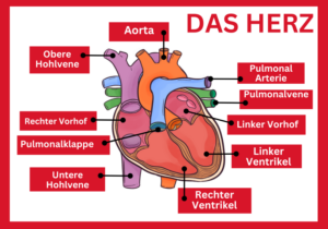 Aufbau und Aufgaben des Herzens - Die Herzfunktionen